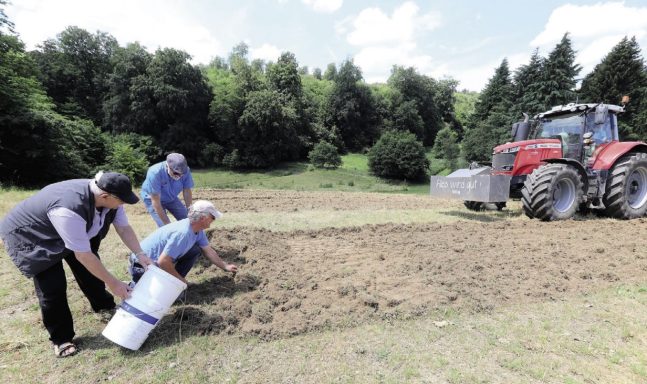 Blumenwiese für Bienen und Insekten